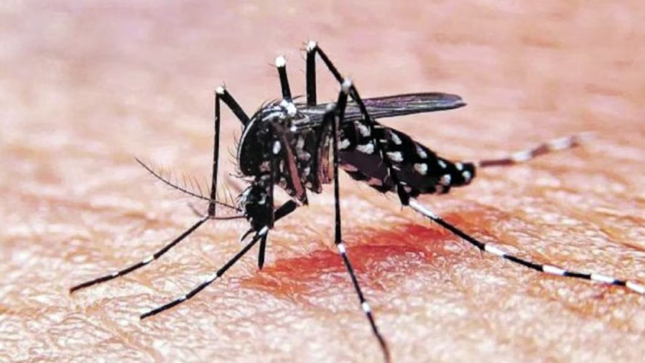 Dengue: predicción de brotes a partir de IA | Noticias