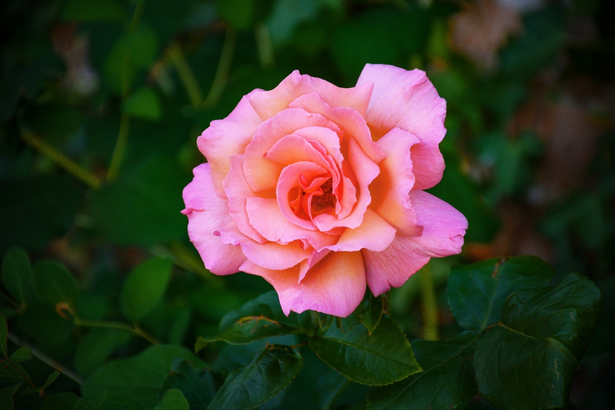 Mother's Day in France: Origins and Traditions - French Moments
