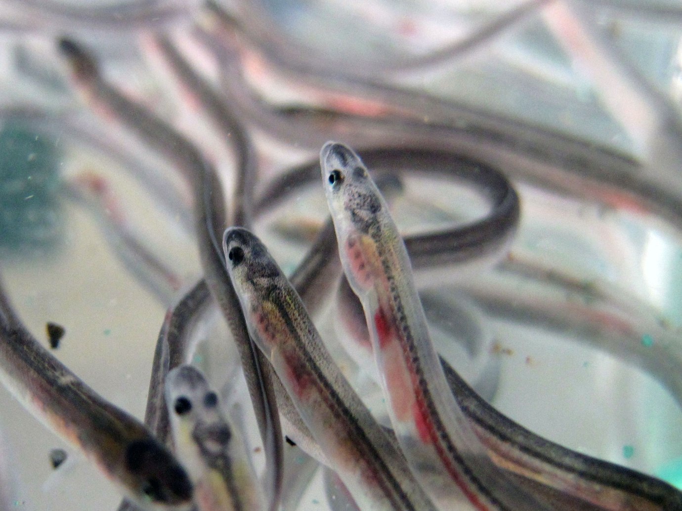 Illegal trafficking of the European eel: the ‘world’s greatest wildlife crime’ | The Freshwater Blog