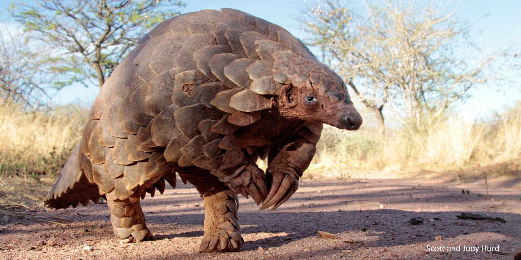 Study finds no evidence SARS-CoV-2 evolved from pangolin coronavirus