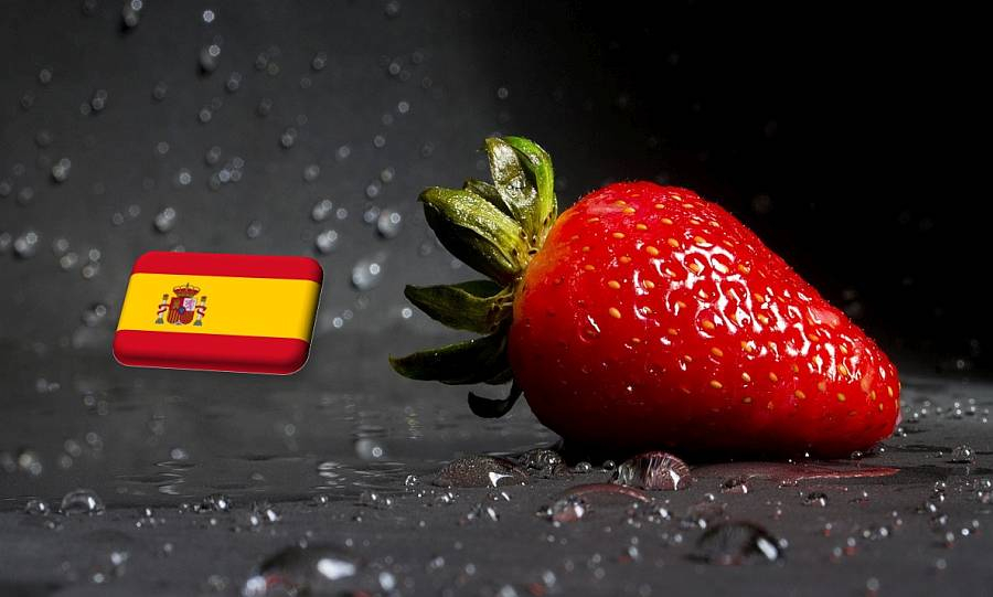 Spanyolország: lassan helyreáll a szamóca kínálata Huelvában - FruitVeB