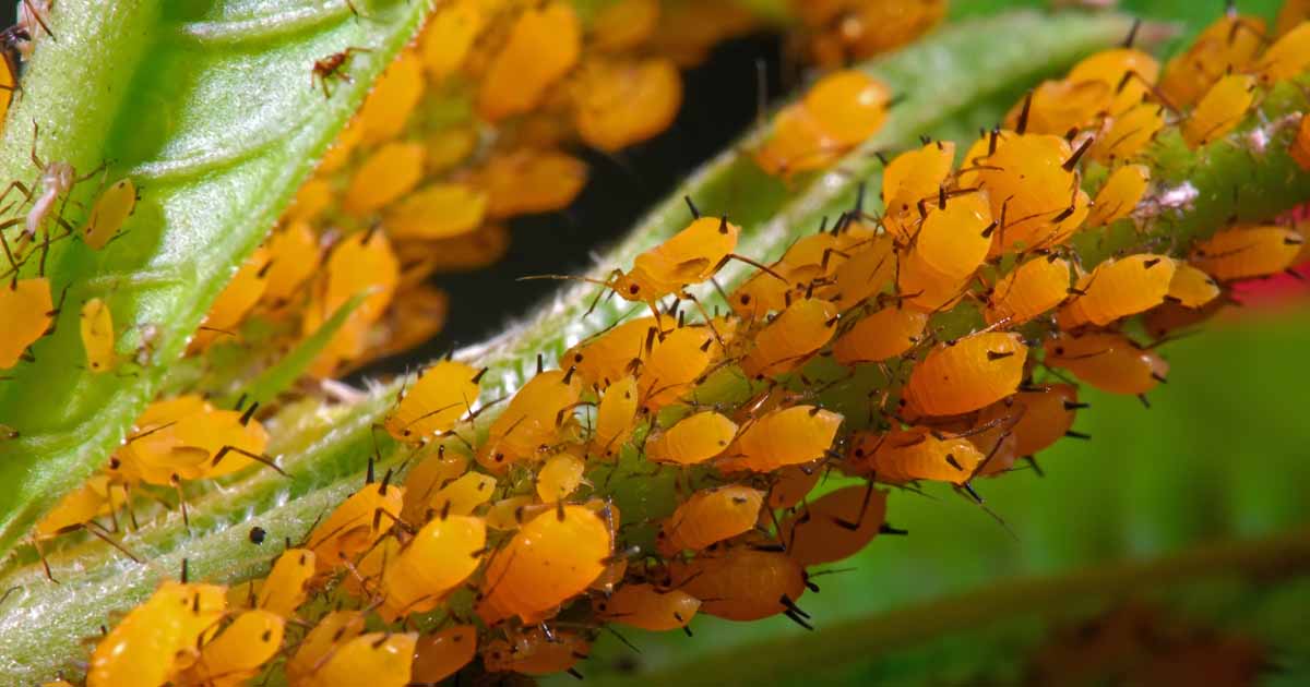 How to Control and Eradicate Aphids | Gardener's Path