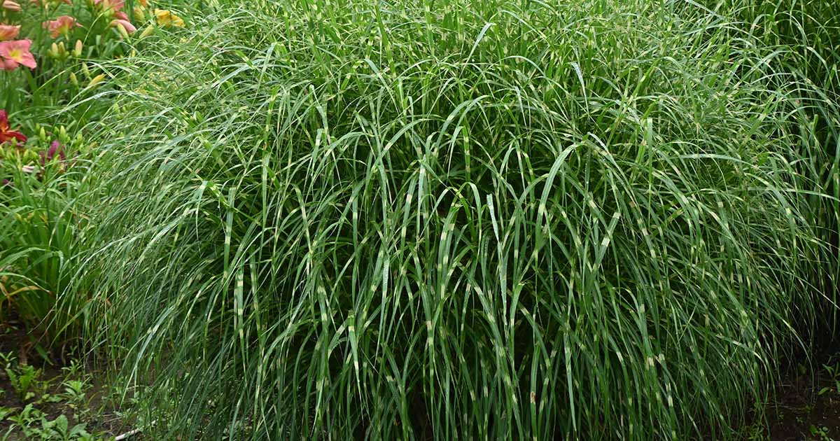 Learn How to Grow Zebra Grass | Gardener's Path