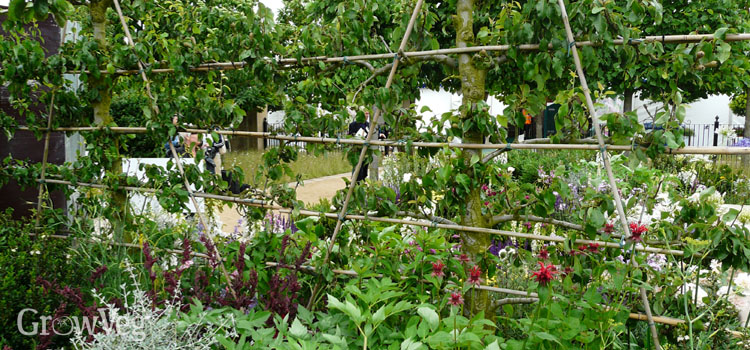Planning a Mini Orchard