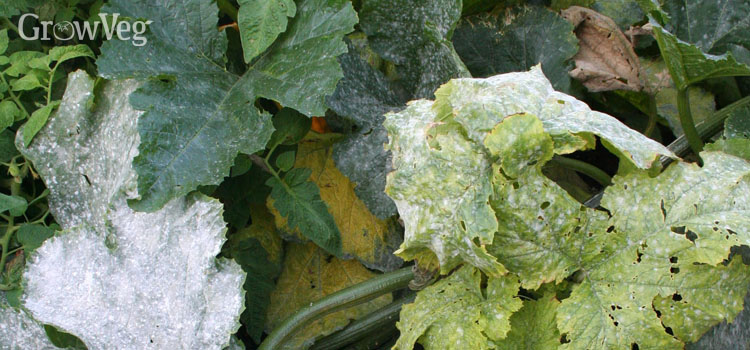 Using Milk to Prevent Powdery Mildew