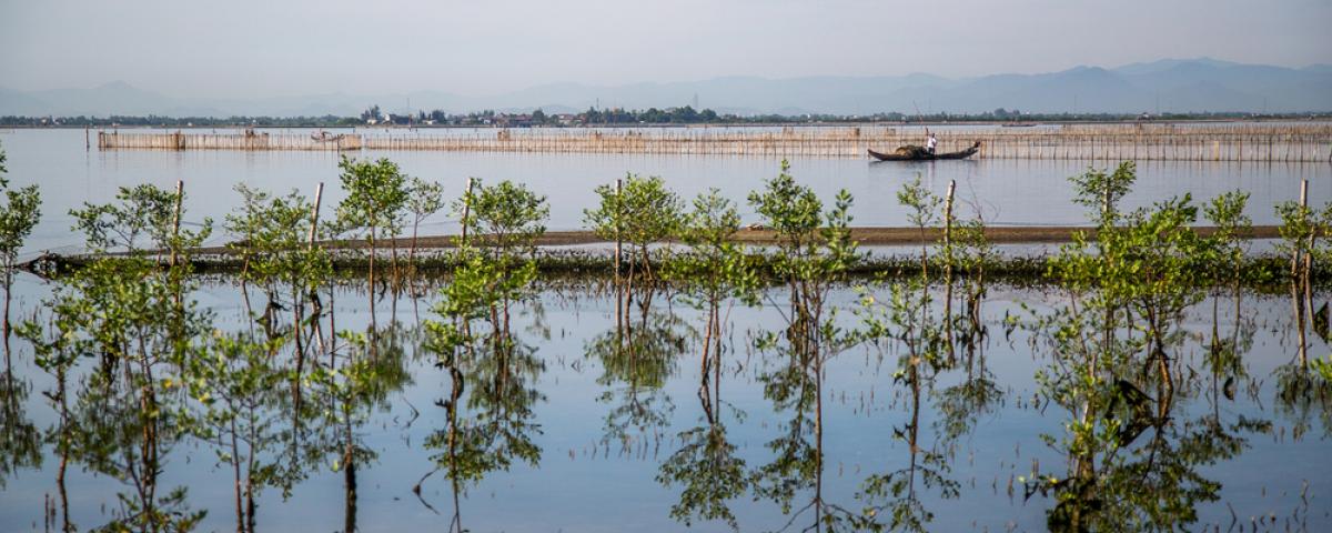 Climate change hits women harder, but in Vietnam they’re planting mangroves to fight back - Global Center on Adaptation
