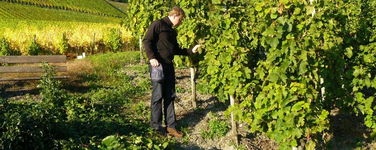 Planting more heat-tolerant grapes could stop wine shortages - Global Center on Adaptation