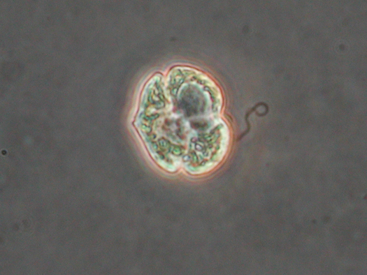 Harmful Algal Blooms - GCOOS - Gulf of America Coastal Ocean Observing System