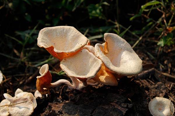 Mycoremediation: the under-utilised art of fungi clean-ups - Geographical