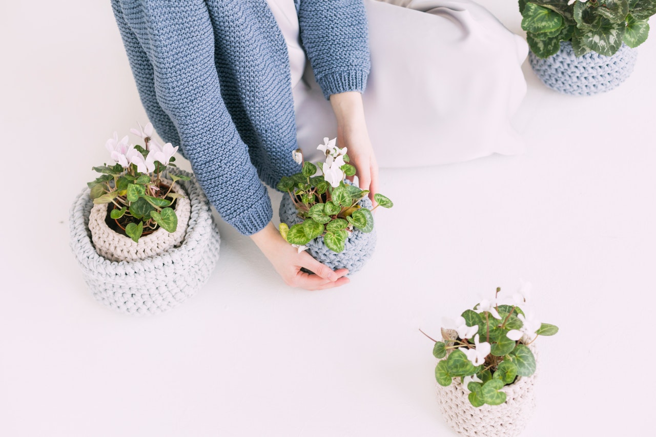Hoe stek je een plant? | GezelligGroen