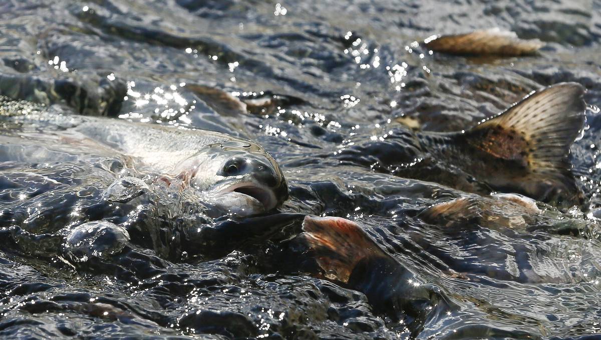 Nanoplast kan gi fisk hjerneskade – NRK Viten – Forskning, vitenskap og livsstil