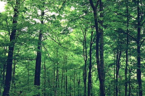 Should carbon offsets only include removing CO2 from the atmosphere? | Greenhouse Gas Management Institute