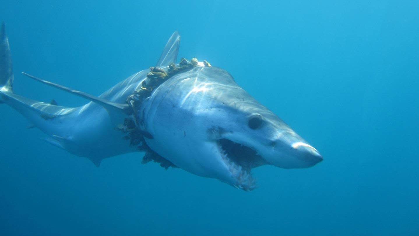 ‘Ghost’ Fishing Gear Is a Bigger Threat to Sharks Than We Realized