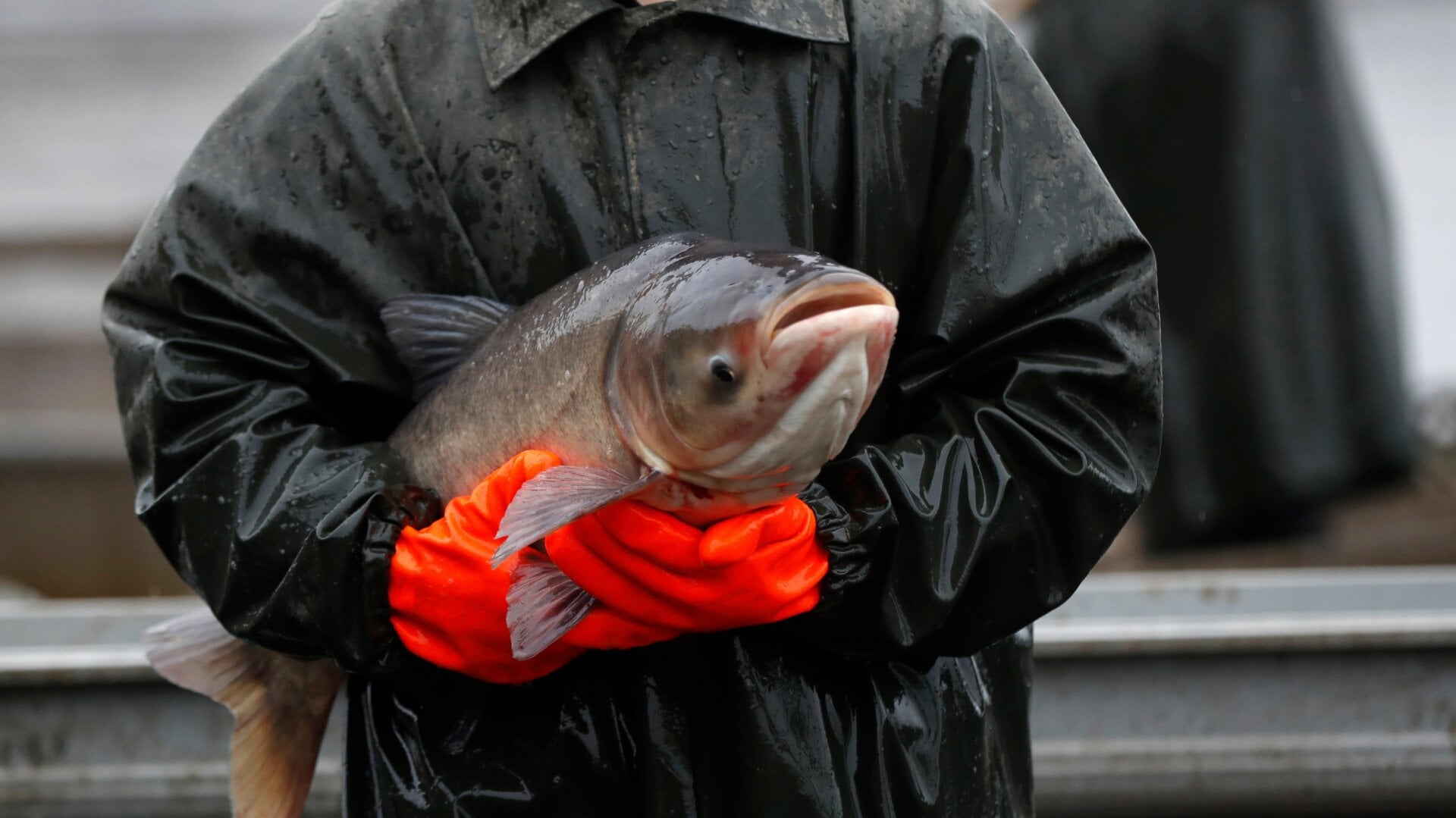 Here's How the Mysterious Twitter 'Carp' Meme Came to Be