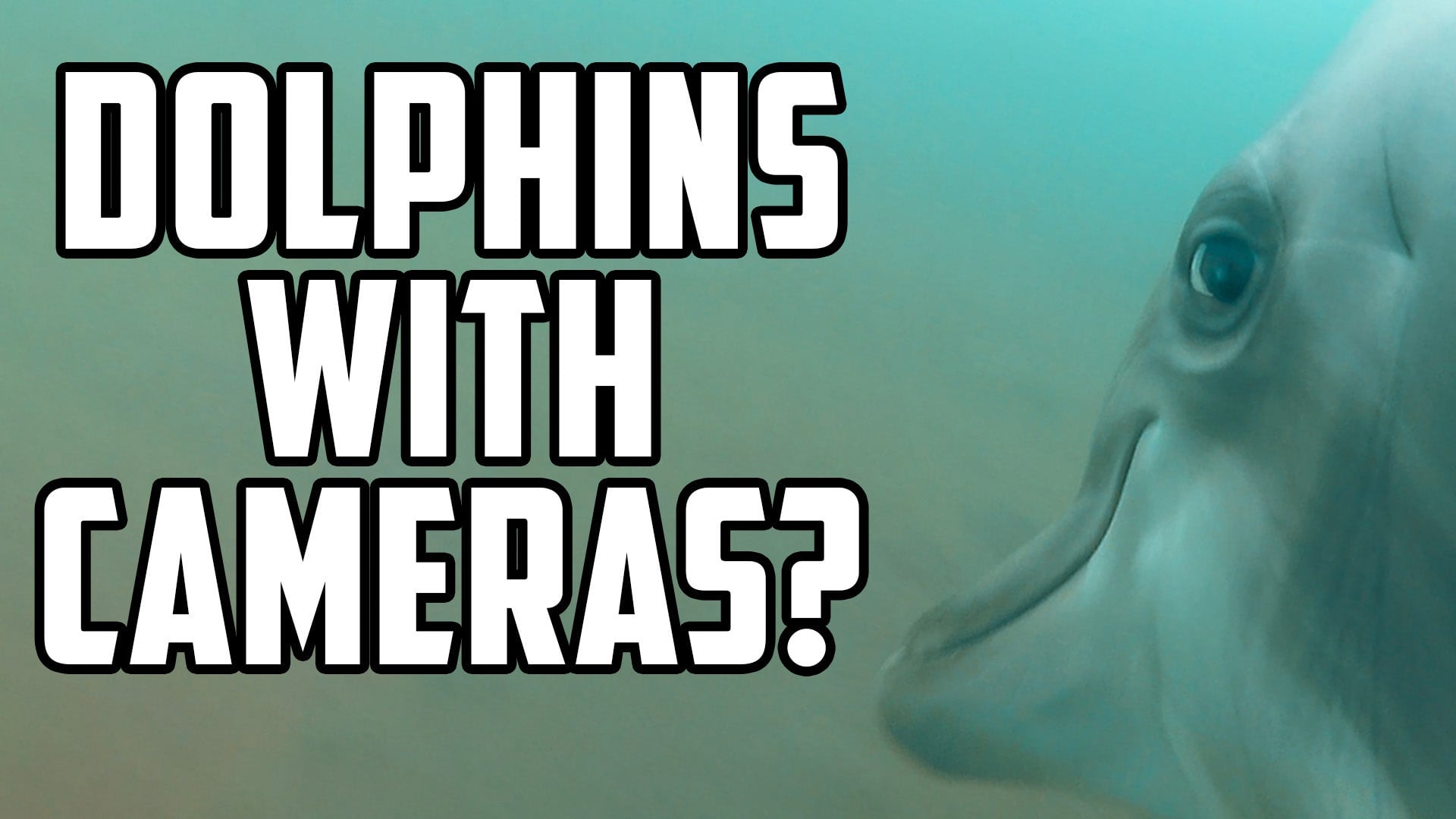 Dolphins With Frickin' Cameras Attached to Their Backs
