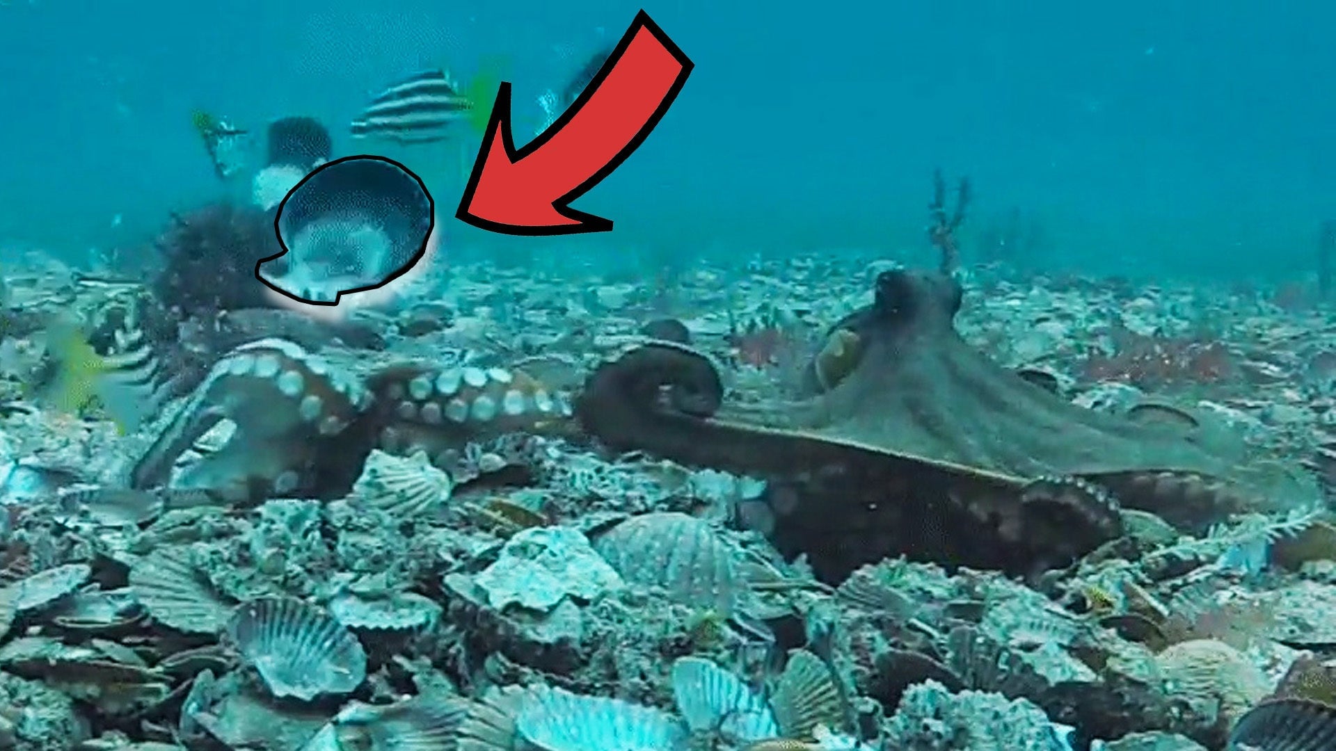 Octopuses Caught on Camera Throwing Shells at Each Other