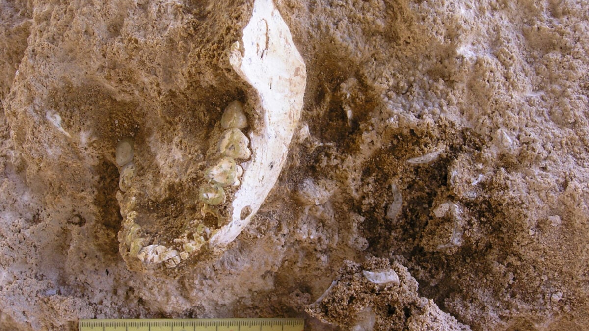 773,000-Year-Old Fossils Add a New Twist to Humanity’s Deep Origins