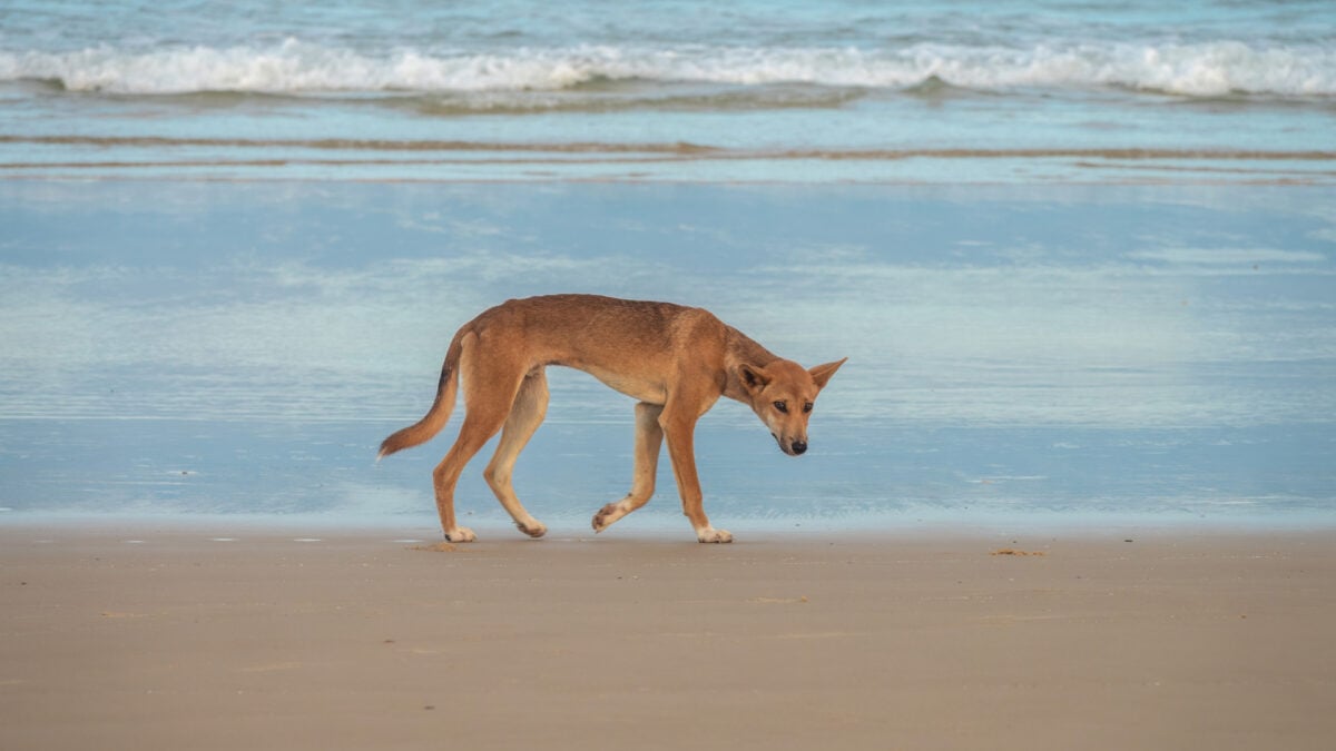 Tragic Death of Canadian Backpacker Prompts Dingo Cull. Here's Why It's the Wrong Move