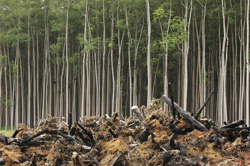 Civil Society Organizations Worldwide Warn Against Biodiversity Offsets and Credits - Global Forest Coalition
