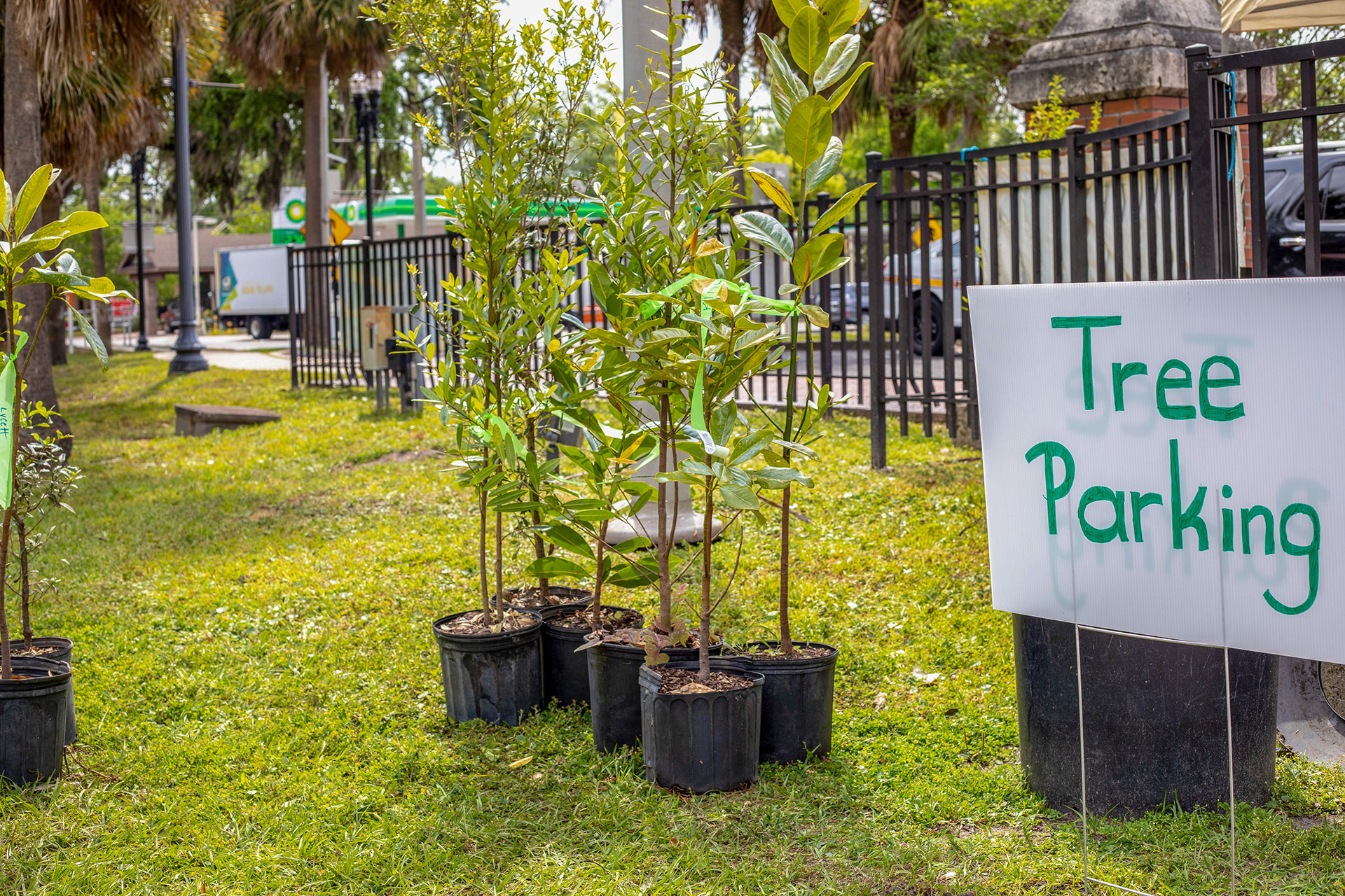 Greenscape Great Tree Giveaway - Greenscape of Jacksonville