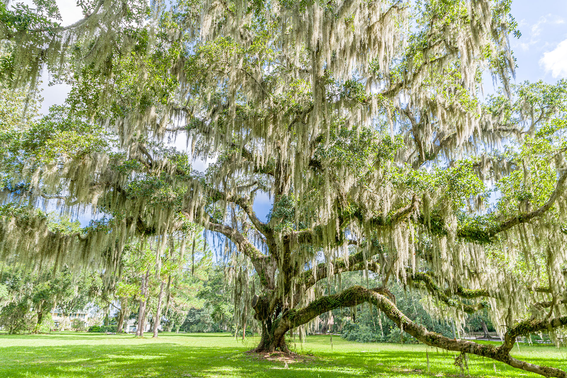 Great Tree Giveaway and Paper Collection Event – UNF Stadium Parking Lot 18 - Greenscape of Jacksonville