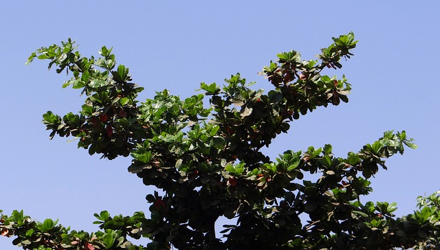 Indian almond tree | Greenverz