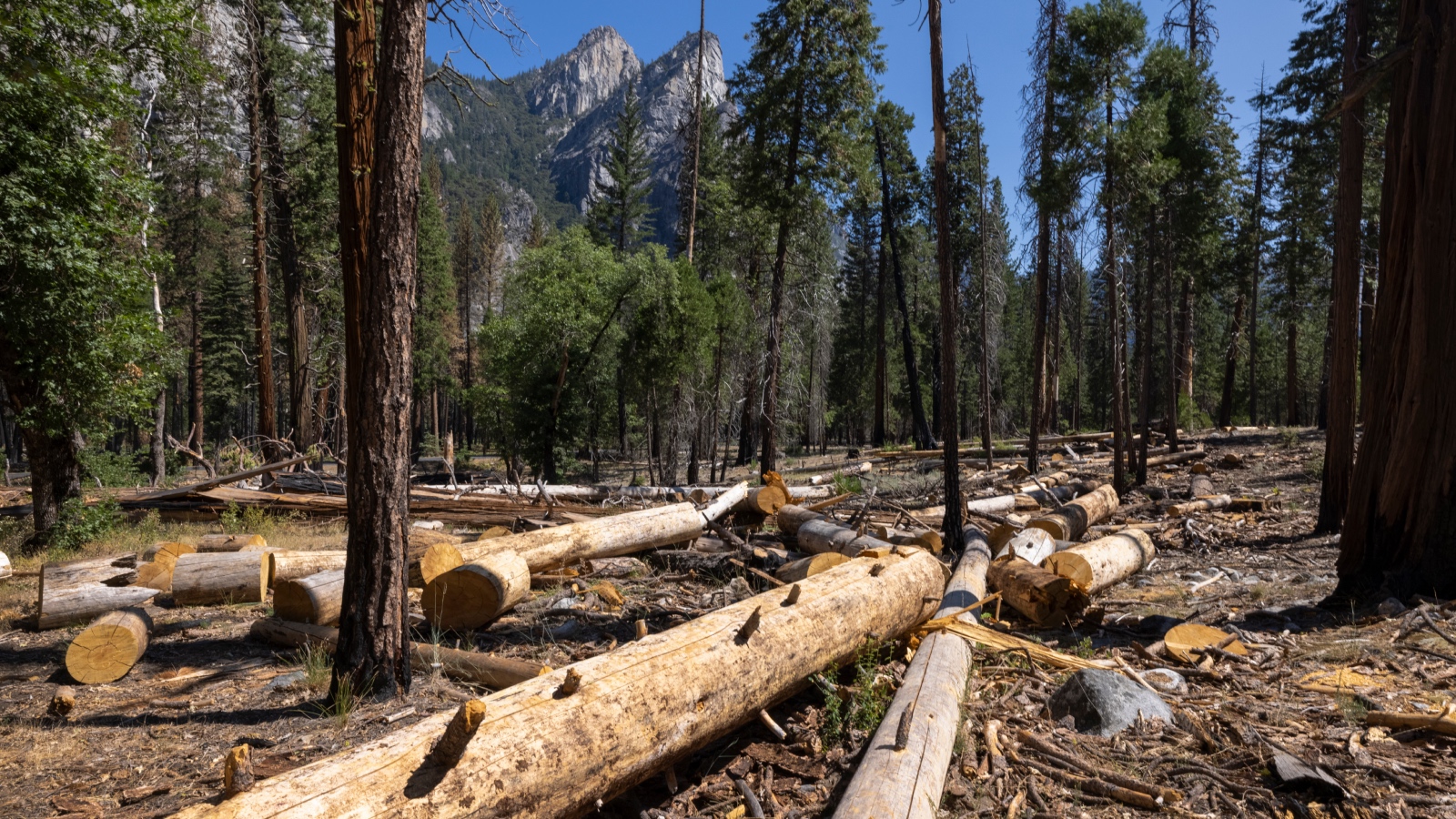 Logging in disguise: How forest thinning is making wildfires worse | Fix