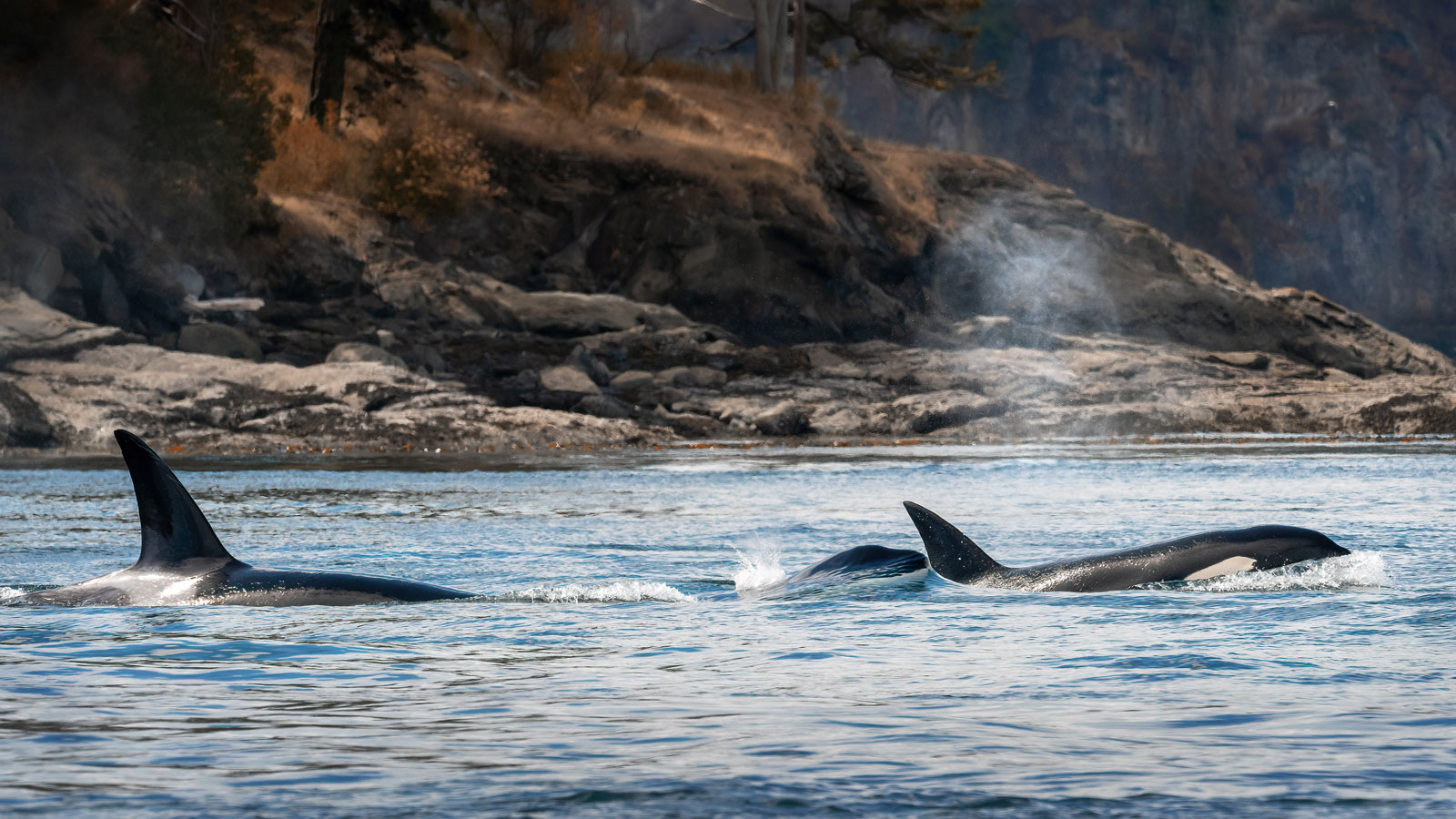 One stolen whale, the web of life, and our collective healing | Fix