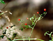 A new preserve keeps chilis from going up in smoke | Grist