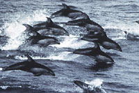 Are efforts to protect the dolphin putting other fish in a sea of trouble? | Grist