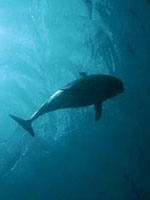 A Bad Deal for Dolphins | Grist