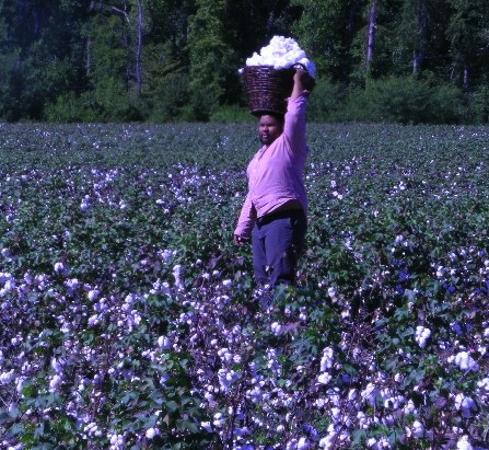 Southern discomfort: Tracing a region's history through its food | Grist