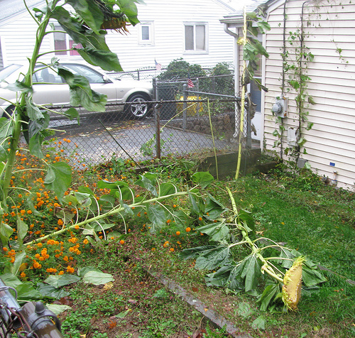 NYC's urban farms face a climate reality check | Grist