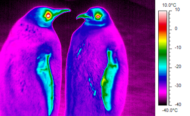 Trippy-looking thermal photos show penguins are even colder than the surrounding air | Grist