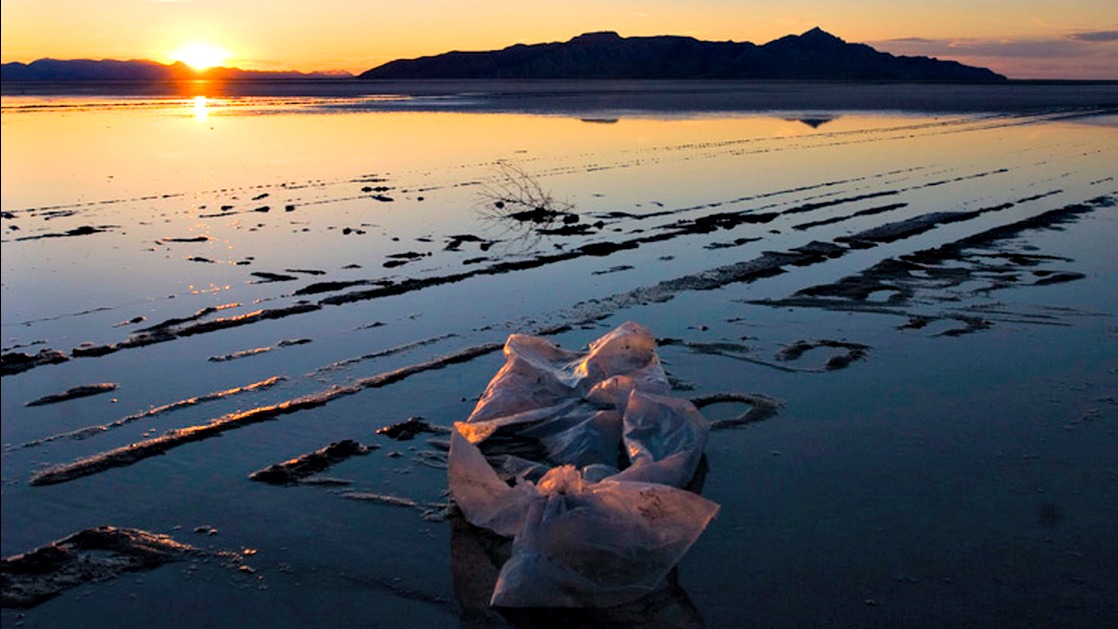 Your plastic garbage is killing whales | Grist