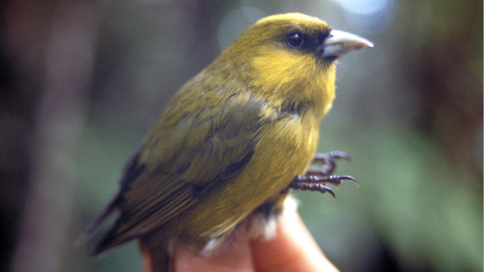 GMO giants' pesticide use threatens rare Hawaiian species | Grist