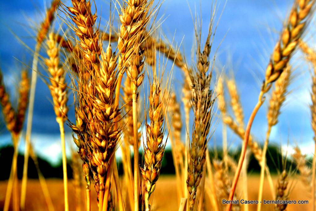 Bad news for wheat and eaters everywhere | Grist
