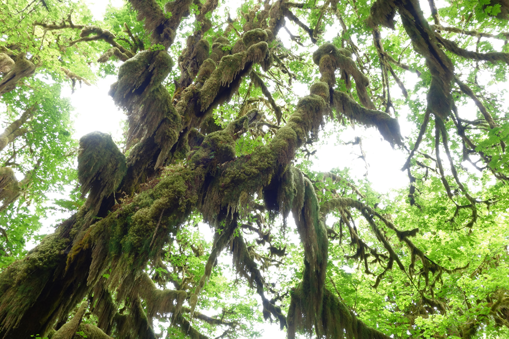 What happens when a rainforest burns? | Grist