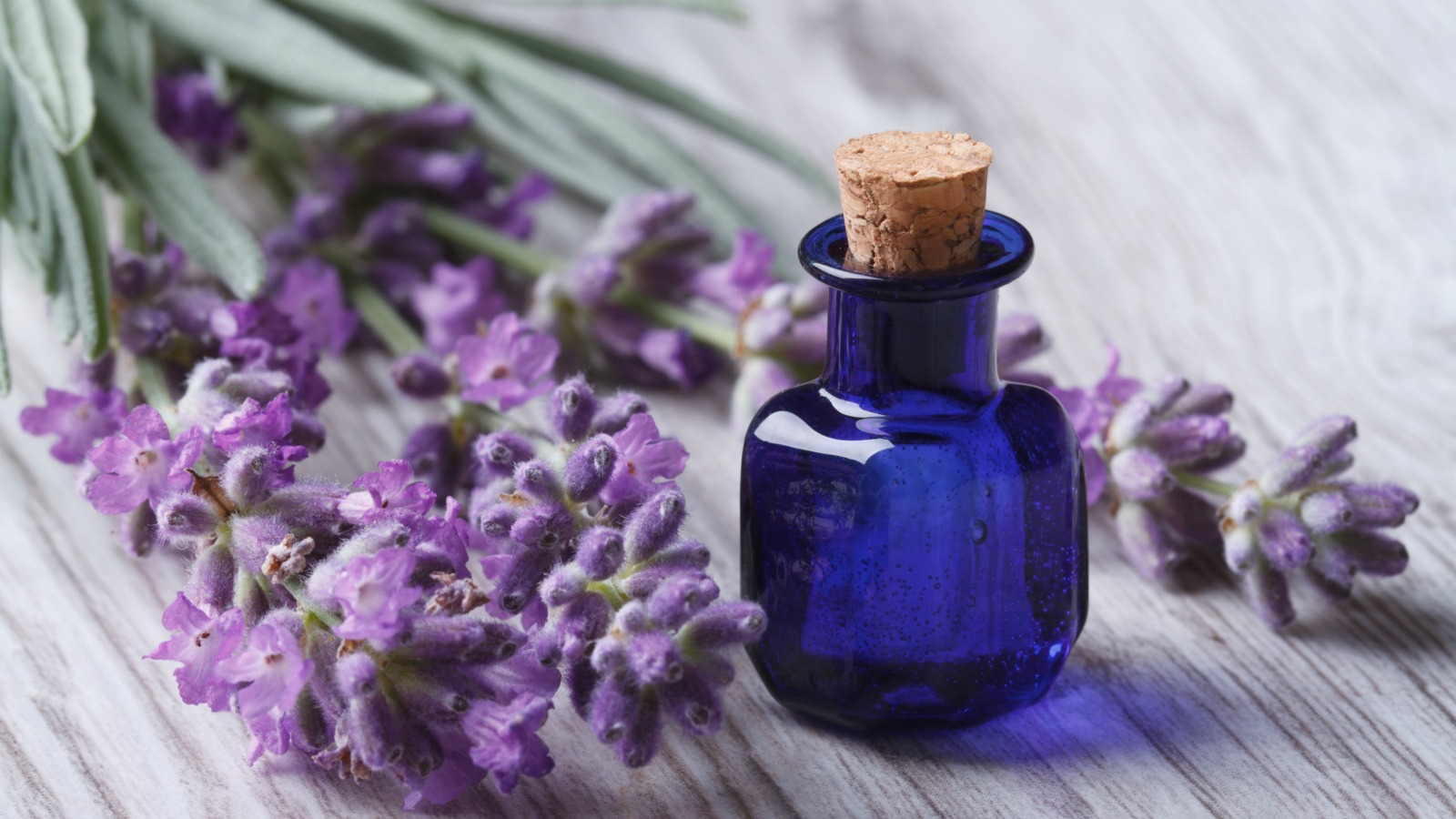 Make this lavender sheet spray for a sweeter sleep | Grist