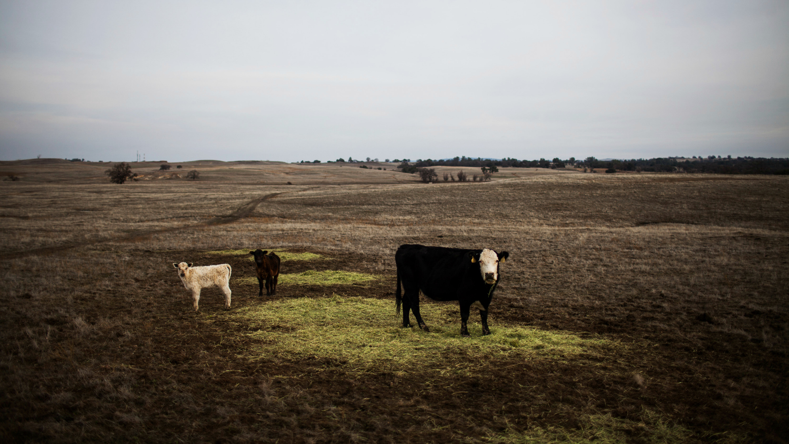 Cattle grazing is a climate disaster, and you’re paying for it | Grist
