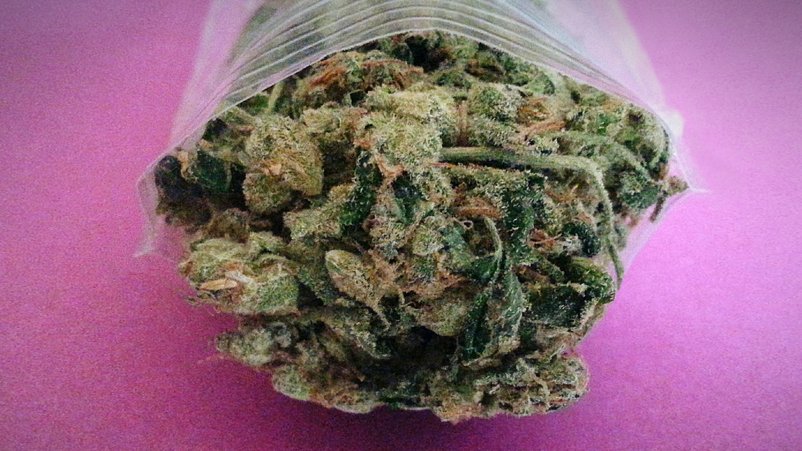 The High Price of Cheap Weed | Grist