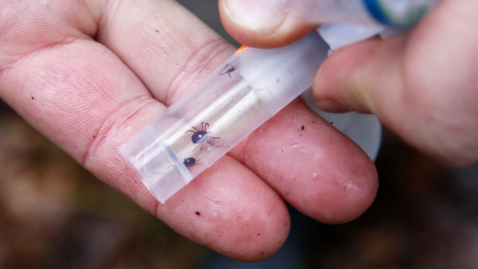 An army of deer ticks carrying Lyme disease is advancing. It will only get worse. | Grist