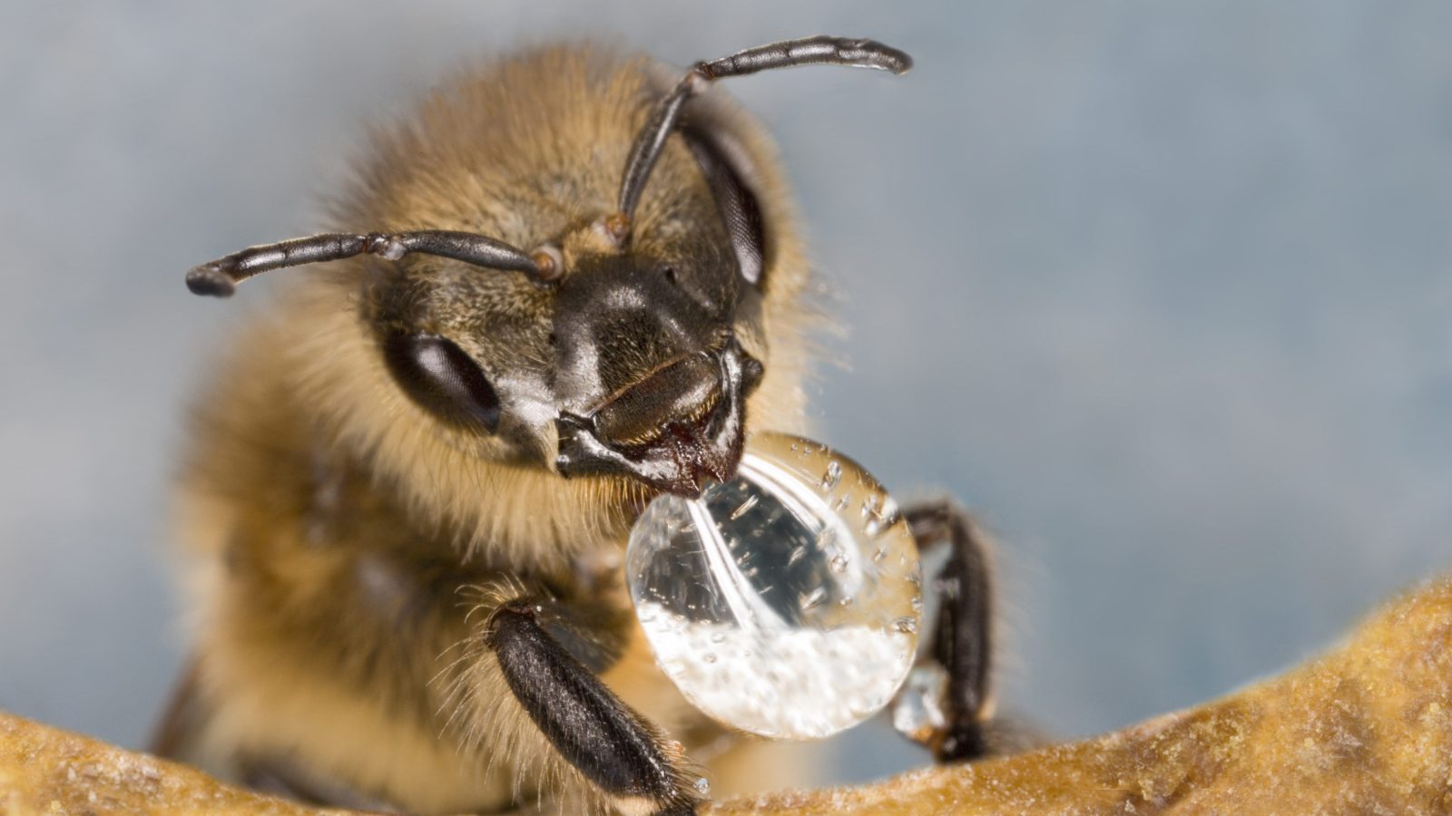 A mushroom vaccine could save the honey bees | Grist