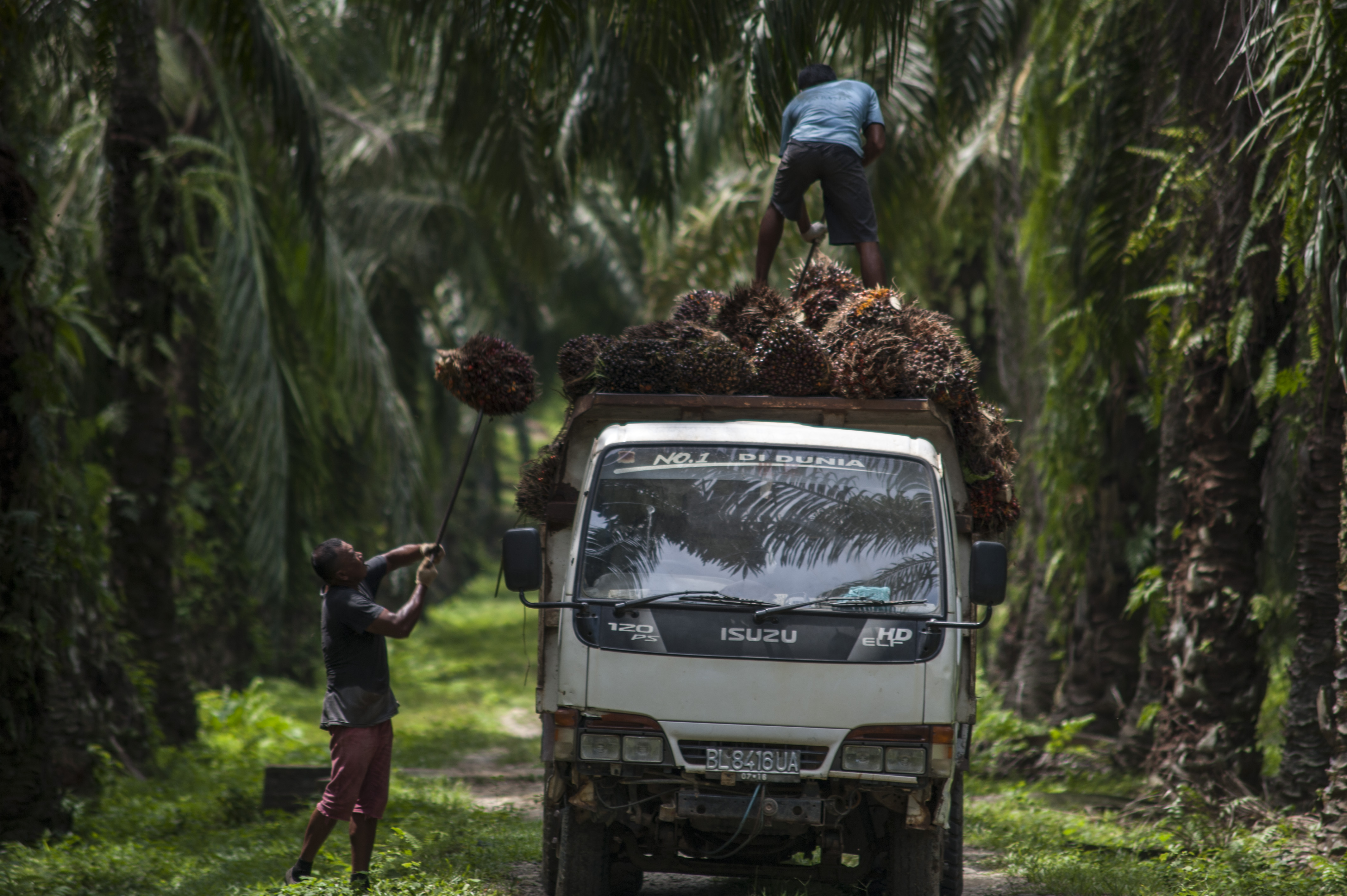 We need to talk about palm oil | Grist