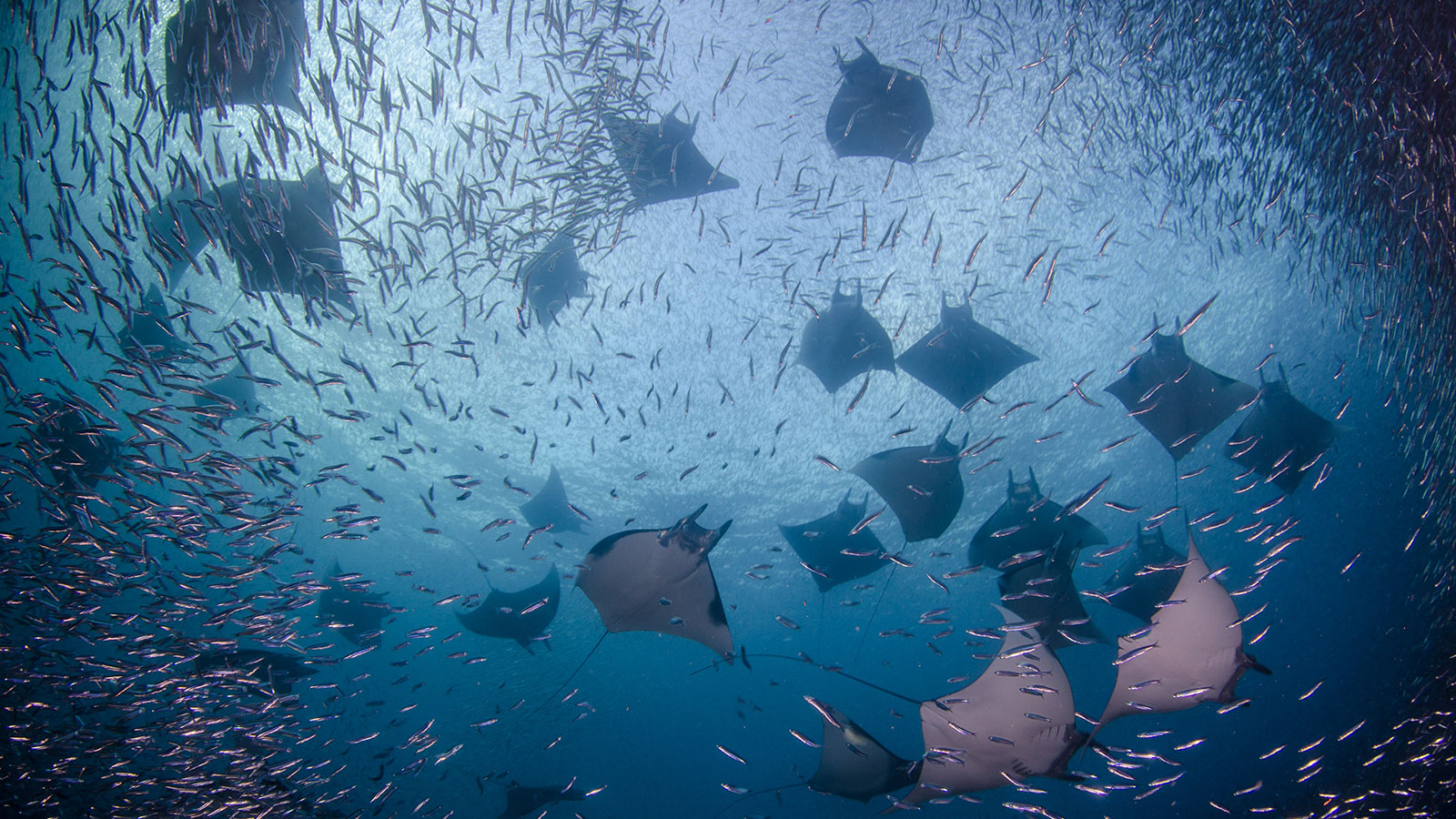 Climate change's deadliest effects are unfolding under the sea | Grist