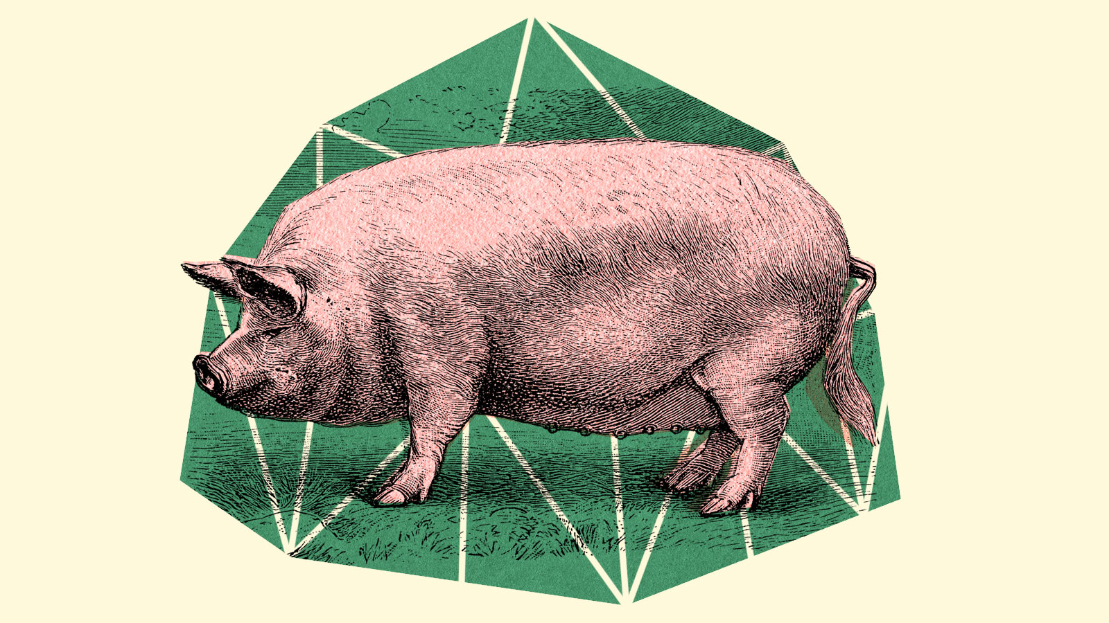 Making fuel from pig poop sounds exciting — unless you live nearby | Grist
