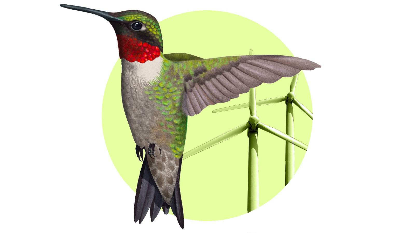 Meet the rogue birding group blocking wind energy at every turn | Grist