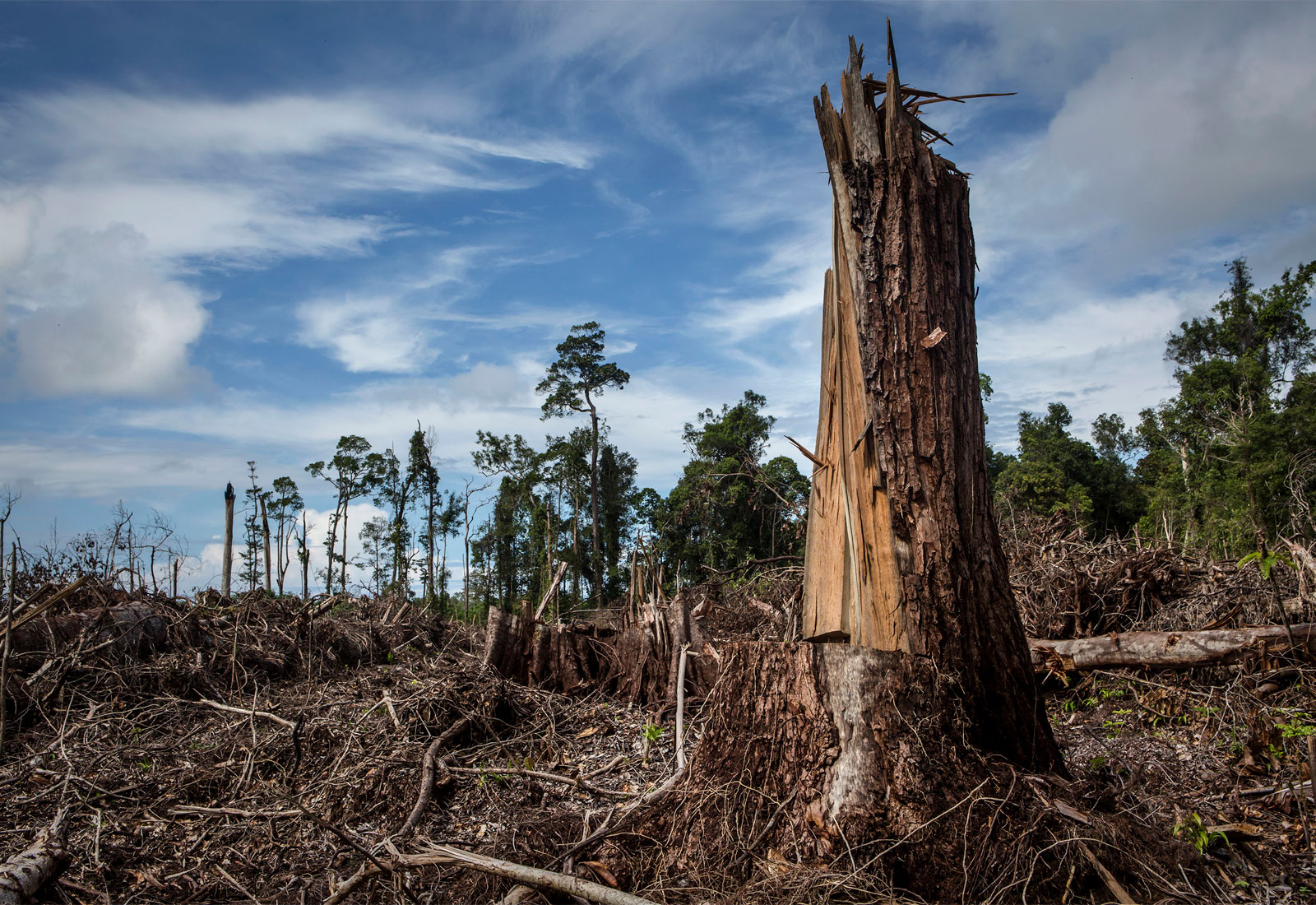More than 100 countries agree: It's time to end deforestation | Grist