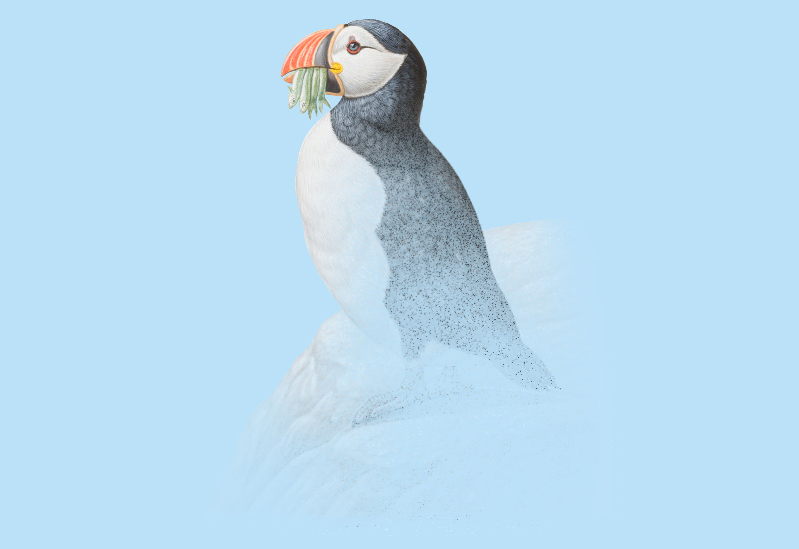 Puffins and other seabirds are dying because of climate change | Grist