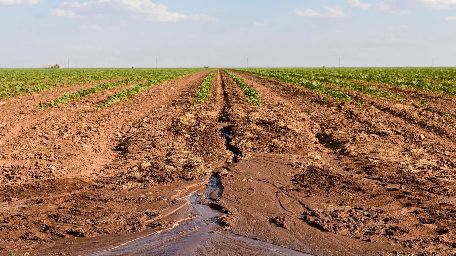 West Texas farmers and ranchers fear the worst as drought, heat near 2011 records | Grist